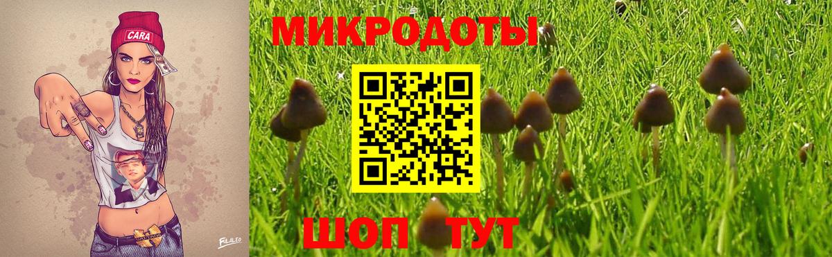 Донской  Галлюциногенные грибы Cubensis  Вход с VPN 